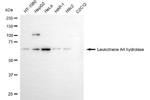 anti-Leukotriene A4 Hydrolase (LTA4H) antibody