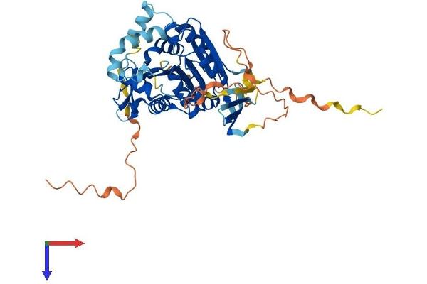 ABHD8 Protein (AA 1-439) (His tag)