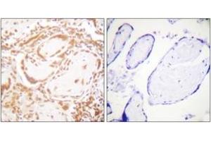 Immunohistochemistry analysis of paraffin-embedded human placenta tissue, using Histone H4 (Ab-47) Antibody. (Histone H4 antibody  (AA 13-62))