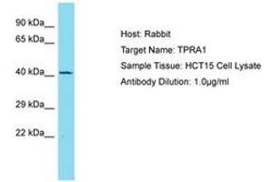 Image no. 1 for anti-Transmembrane Protein, Adipocyte Asscociated 1 (TPRA1) (AA 269-318) antibody (ABIN6750755) (GPR175 antibody  (AA 269-318))