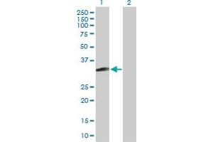 Western Blot analysis of MAGEH1 expression in transfected 293T cell line by MAGEH1 MaxPab polyclonal antibody. (MAGEH1 antibody  (AA 1-219))