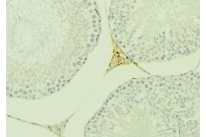 ABIN6277131 at 1/100 staining Mouse testis tissue by IHC-P. (Eppin antibody  (C-Term))