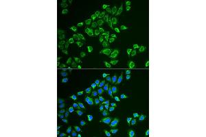 Immunofluorescence (IF) image for anti-Tachykinin 3 (TAC3) antibody (ABIN1980328) (Tachykinin 3 antibody)