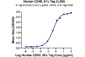 Immobilized Human CD40 Ligand Trimer, His Tag at 1 μg/mL (100 μL/Well) on the plate.