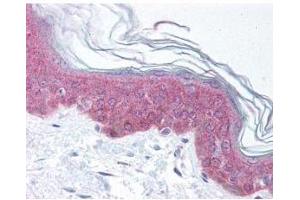1. (ASAP1 antibody  (AA 775-800))