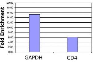 Histone H3K4ac antibody (pAb) tested by ChIP analysis. (Histone 3 antibody  (H3K4ac))