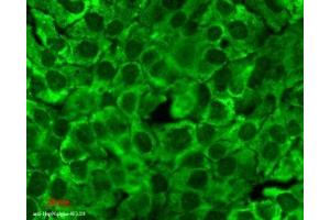 Immunocytochemistry/Immunofluorescence analysis using Mouse Anti-Hsp90 Monoclonal Antibody, Clone 4F3. (HSP90 antibody  (FITC))