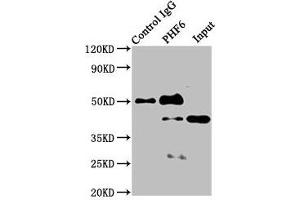 Western Blotting (WB) image for anti-PHD Finger Protein 6 (PHF6) (AA 2-312) antibody (ABIN7163056)