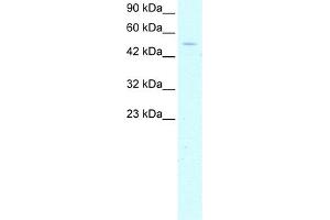 WB Suggested Anti-GTF2H1 Antibody Titration:  1. (GTF2H1 antibody  (N-Term))