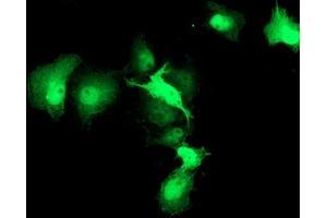 Immunofluorescence (IF) image for anti-HSPA Binding Protein, Cytoplasmic Cochaperone 1 (HSPBP1) antibody (ABIN1498761) (HSPBP1 antibody)