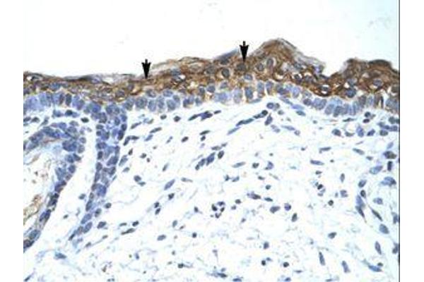 SUV420H1 antibody  (AA 763-812)
