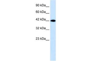 Western Blotting (WB) image for anti-Purinergic Receptor P2X, Ligand Gated Ion Channel 2 (P2RX2) antibody (ABIN2461161) (P2RX2 antibody)