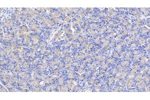 Detection of KLK1 in Human Pancreas Tissue using Polyclonal Antibody to Kallikrein 1 (KLK1) (Kallikrein 1 antibody  (AA 25-261))