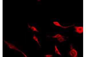 ABIN6279081 staining HepG2 by IF/ICC. (ADAMDEC1 antibody  (C-Term))