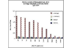 ELISA Activity of Biotinylated anti -M13 on Phage Displayed A10B anti-Rabbit  IgG ScFv  SA/BSA  SA/IgG  A10B/BSA  A10B/IgG  Data respresents absorbancy readings for  A10B phage on rabbit IgG (A10B/IgG), A10B  phage on BSA (A10B/BSA), streptavidin on rabbit IgG (SA/IgG) and streptavidin on BSA (SA/BSA) for each dilution of biotinylated anti-M13 monoclonal antibody. (M13 Bacteriophage (g3p) antibody (Biotin))