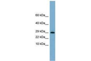Image no. 1 for anti-Endoplasmic Reticulum Protein 29 (ERP29) (N-Term) antibody (ABIN6743333)
