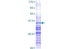 PDYN Protein (AA 147-254) (GST tag)