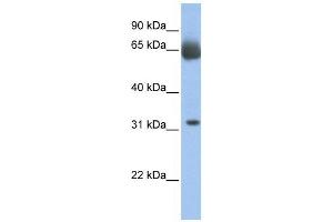 WB Suggested Anti-C11orf54 Antibody Titration:  0. (C11orf54 antibody  (N-Term))