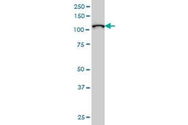 MPHOSPH10 antibody  (AA 348-457)