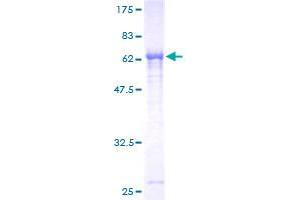 PNMA2 Protein (AA 1-364) (GST tag)