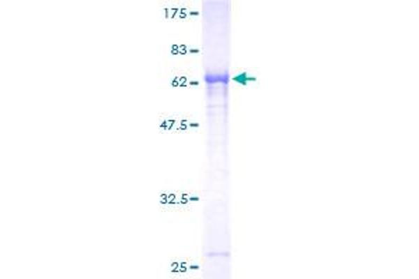 PNMA2 Protein (AA 1-364) (GST tag)