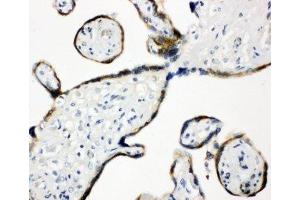 Immunohistochemistry (IHC) image for anti-Protein Disulfide Isomerase Family A, Member 3 (PDIA3) (AA 172-188) antibody (ABIN3032368)