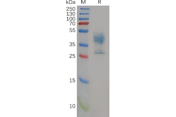 Malic Enzyme Complex, Mitochondrial (Mod2) (AA 72-113) protein (Fc Tag)