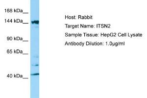 Western Blotting (WB) image for anti-Intersectin 2 (ITSN2) (C-Term) antibody (ABIN2790154) (Intersectin 2 antibody  (C-Term))