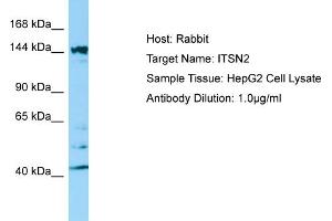 Western Blotting (WB) image for anti-Intersectin 2 (ITSN2) (C-Term) antibody (ABIN2790154) (Intersectin 2 antibody  (C-Term))