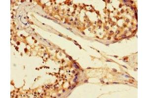 Immunohistochemistry of paraffin-embedded human testis tissue using ABIN7152038 at dilution of 1:100 (ESR2 antibody  (AA 2-530))