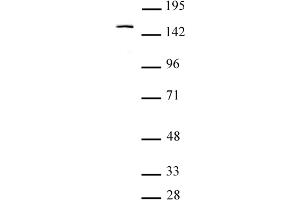 BRPF1 antibody (pAb) tested by Western blot.