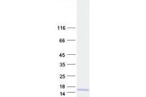 TOMM6 Protein (Myc-DYKDDDDK Tag)