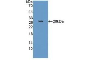 Detection of Recombinant FAPa, Mouse using Polyclonal Antibody to Fibroblast Activation Protein Alpha (FAPa) (FAP antibody  (AA 542-761))