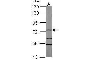 WB Image Sample (50 ug of whole cell lysate) A: Mouse brain 7. (NXF1 antibody  (C-Term))