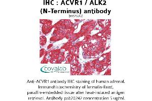 Image no. 1 for anti-Activin Receptor Type I (ACRV1) (N-Term) antibody (ABIN1731497) (ACVR1 antibody  (N-Term))