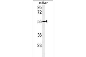 Western blot analysis of FA Antibody (C-term) (ABIN651345 and ABIN2840195) in mouse liver tissue lysates (35 μg/lane). (FAM151A antibody  (C-Term))