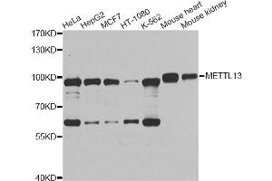 Western blot analysis of extracts of various cell lines, using METTL13 Antibody (ABIN5974276) at 1/1000 dilution. (METTL13 antibody)