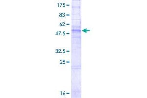 GJB1 Protein (AA 1-283) (GST tag)