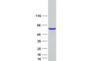 Validation with Western Blot (PTRF Protein (Myc-DYKDDDDK Tag))