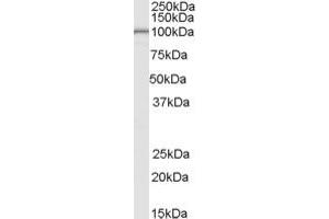 ABIN190867 (0. (LARP1B antibody  (Internal Region))