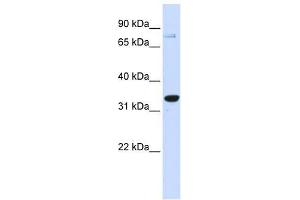 Western Blot showing POU5F1 antibody used at a concentration of 1-2 ug/ml to detect its target protein. (OCT4 antibody  (Middle Region))
