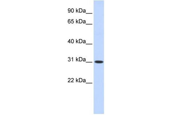 CYB5D2 抗体  (N-Term)