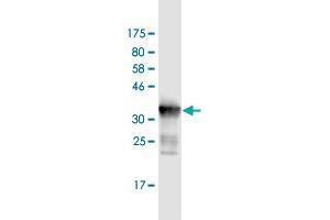 Western Blot detection against Immunogen (36. (DDX41 antibody  (AA 523-622))