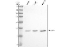 anti-Membrane-Spanning 4-Domains, Subfamily A, Member 6E (MS4A6E) (N-Term) antibody