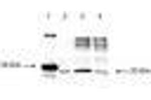Image no. 1 for anti-Second Mitochondria-Derived Activator of Caspase (DIABLO) (AA 56-239) antibody (ABIN221172) (DIABLO antibody  (AA 56-239))