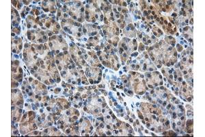 Immunohistochemistry (IHC) image for anti-phosphodiesterase 4A, CAMP-Specific (PDE4A) antibody (ABIN1500088) (PDE4A antibody)