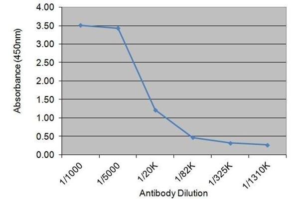TSH antibody