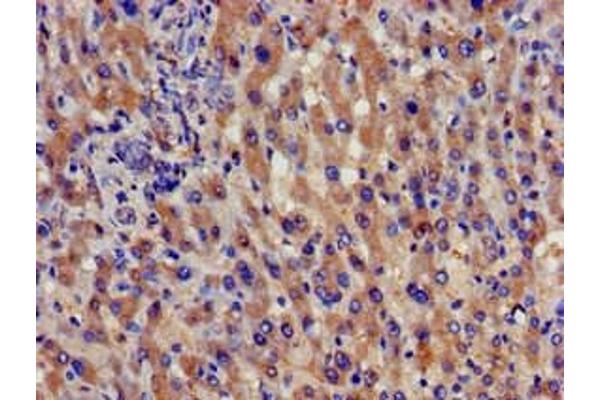 SPG21 antibody  (AA 1-308)