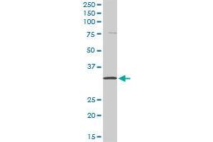 KLK8 MaxPab rabbit polyclonal antibody. (Kallikrein 8 antibody  (AA 1-260))