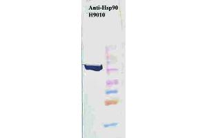 Hsp90 (H9010) Western Blotting, heat shock Hela.